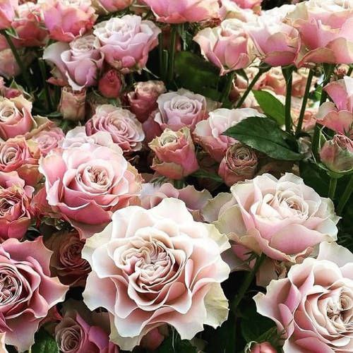 Бурбон Стріт (Bourbon Street)