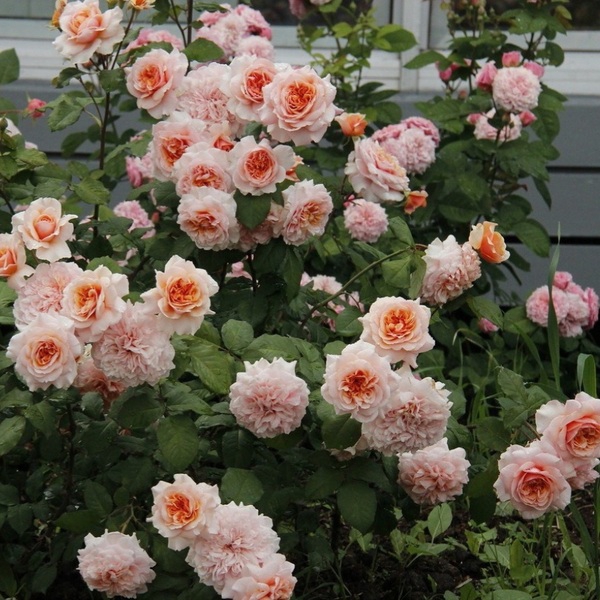 Версайні — Versigny