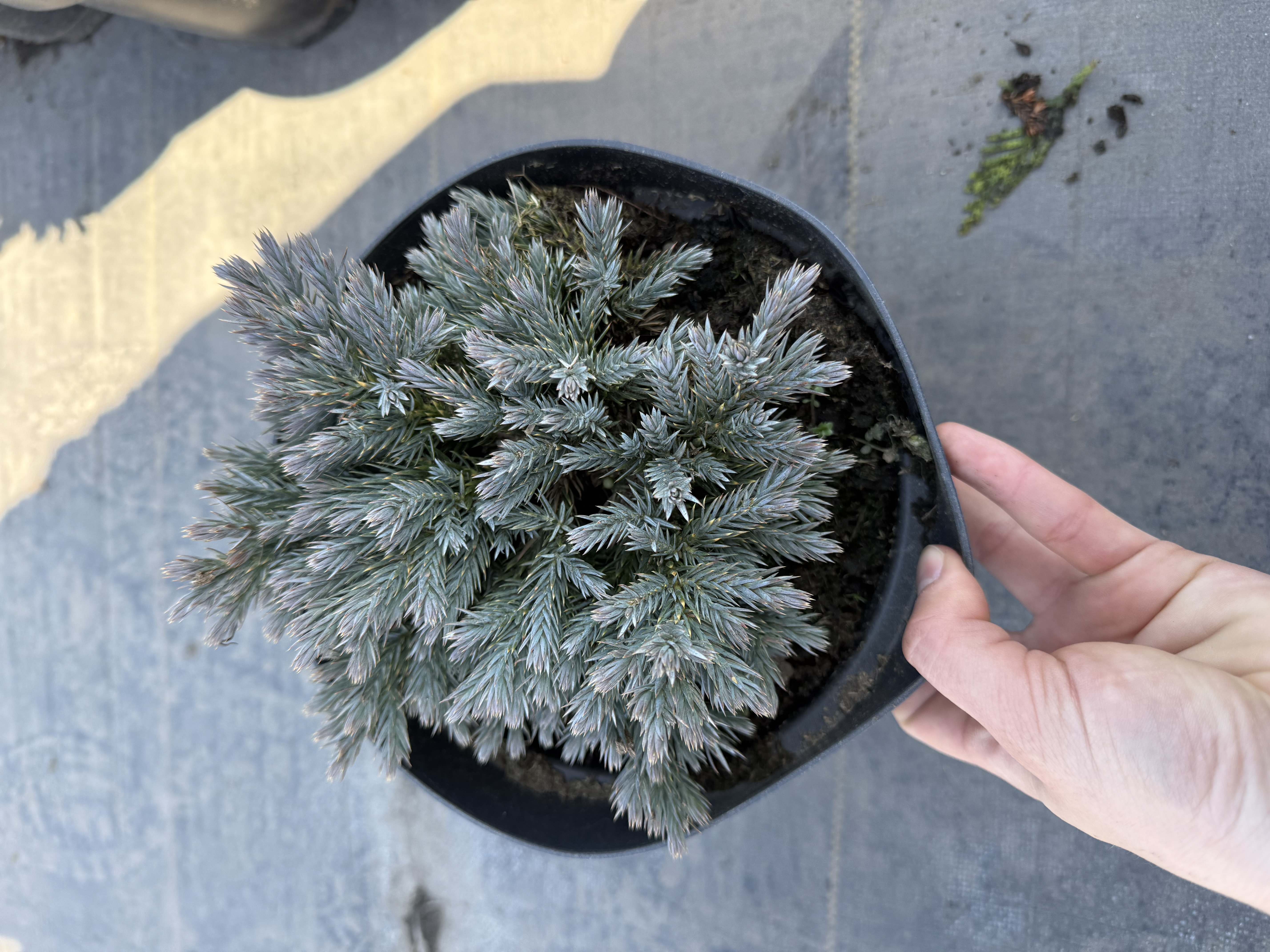 Ялівець блю Стар 3 л