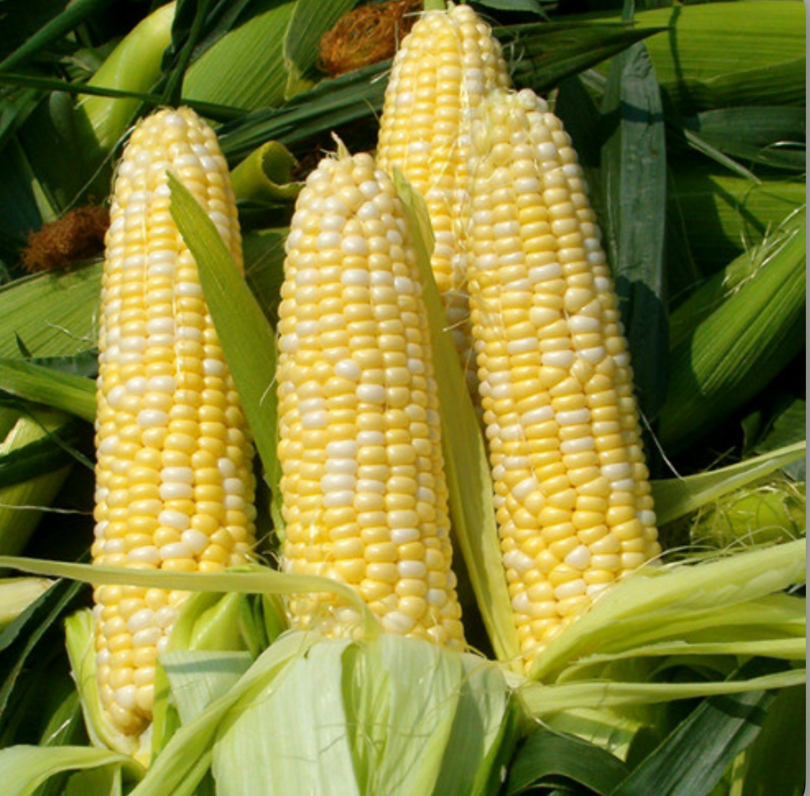 Кукурудза біколор 20 г