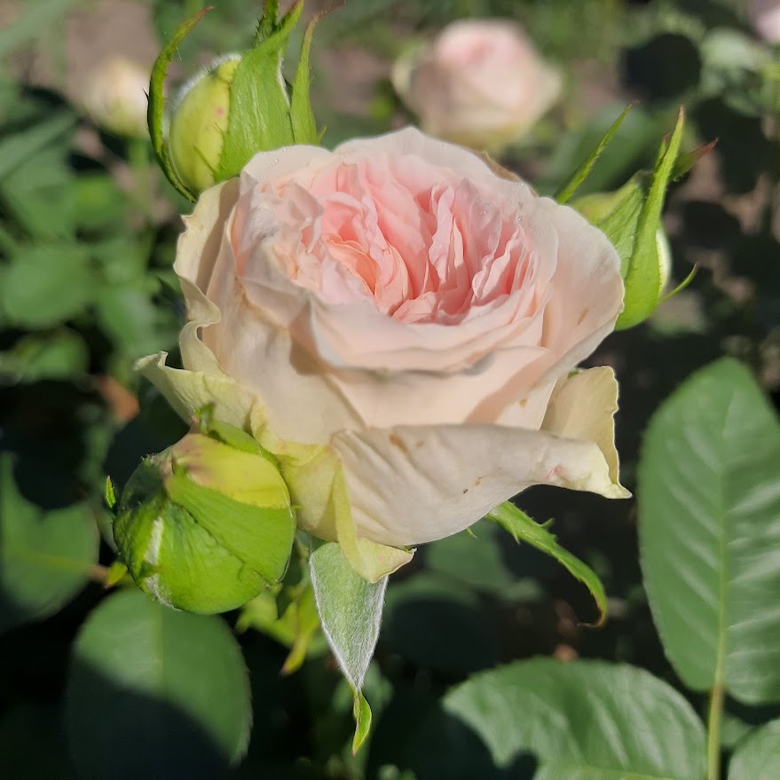 Балерина Саммерхаус — Ballerina Summerhouse