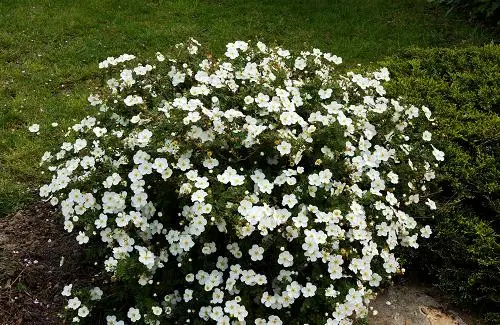 🌿 Лапчатка біла (Potentilla fruticosa 'Abbotswood')