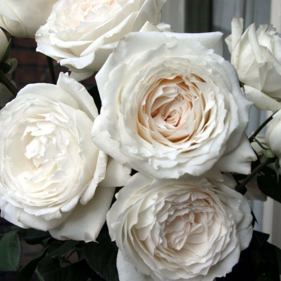 Принцеса Міюкі (Princess Miyuki)