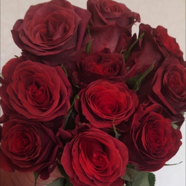 Чоко Раст — Chocco Rust