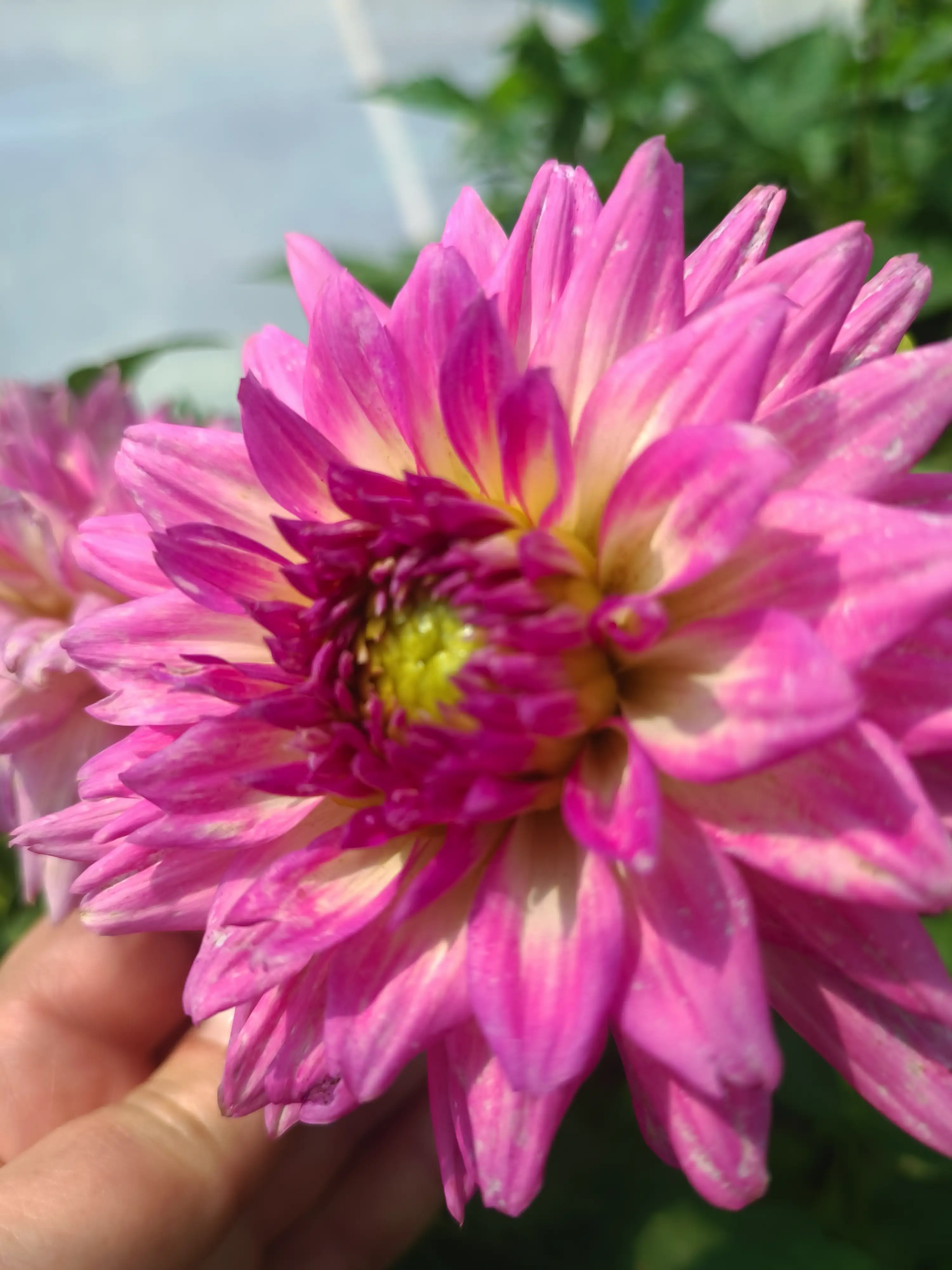 Жоржина Dalina Maxi Salinas (касетна розсада)