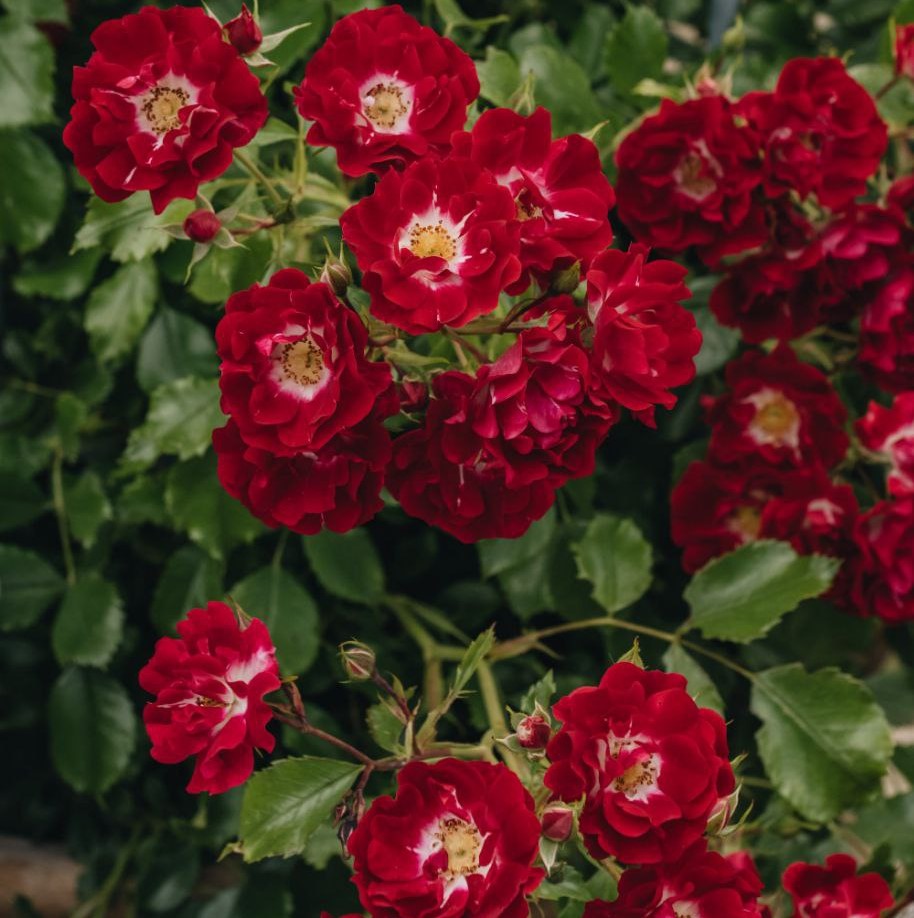 Рамблінг Розі (Rambling Rosie)