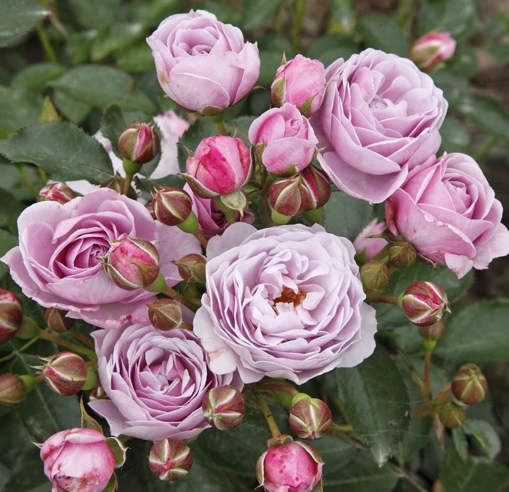 Наутіка (Nautica)