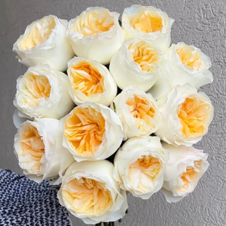 Аврора - Aurora