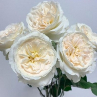 ПЬЮРІТІ (Purity) англ., зріз.