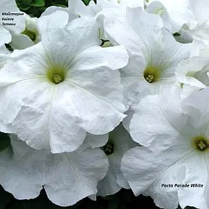 Петунія grandiflora Pacta Parade White (касетна розсада)
