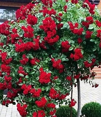 🌹 Троянда "Red Fairy" (Привита на штамбі)