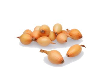 Цибуля-сіянка "Вінтерія" (Winteria) TOP ONION