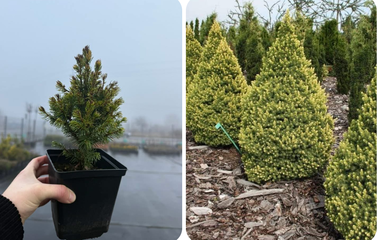 Ялинка рейнблоуз 1 л