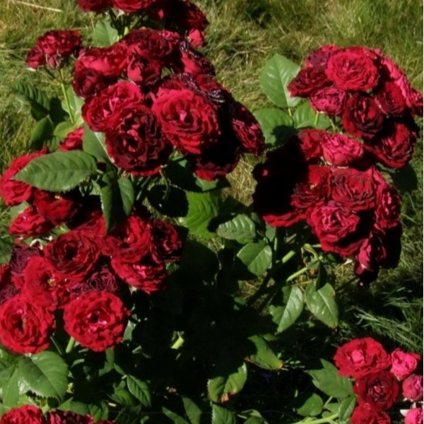 РЕД СЕНСЕЙШН (Red sensation)
