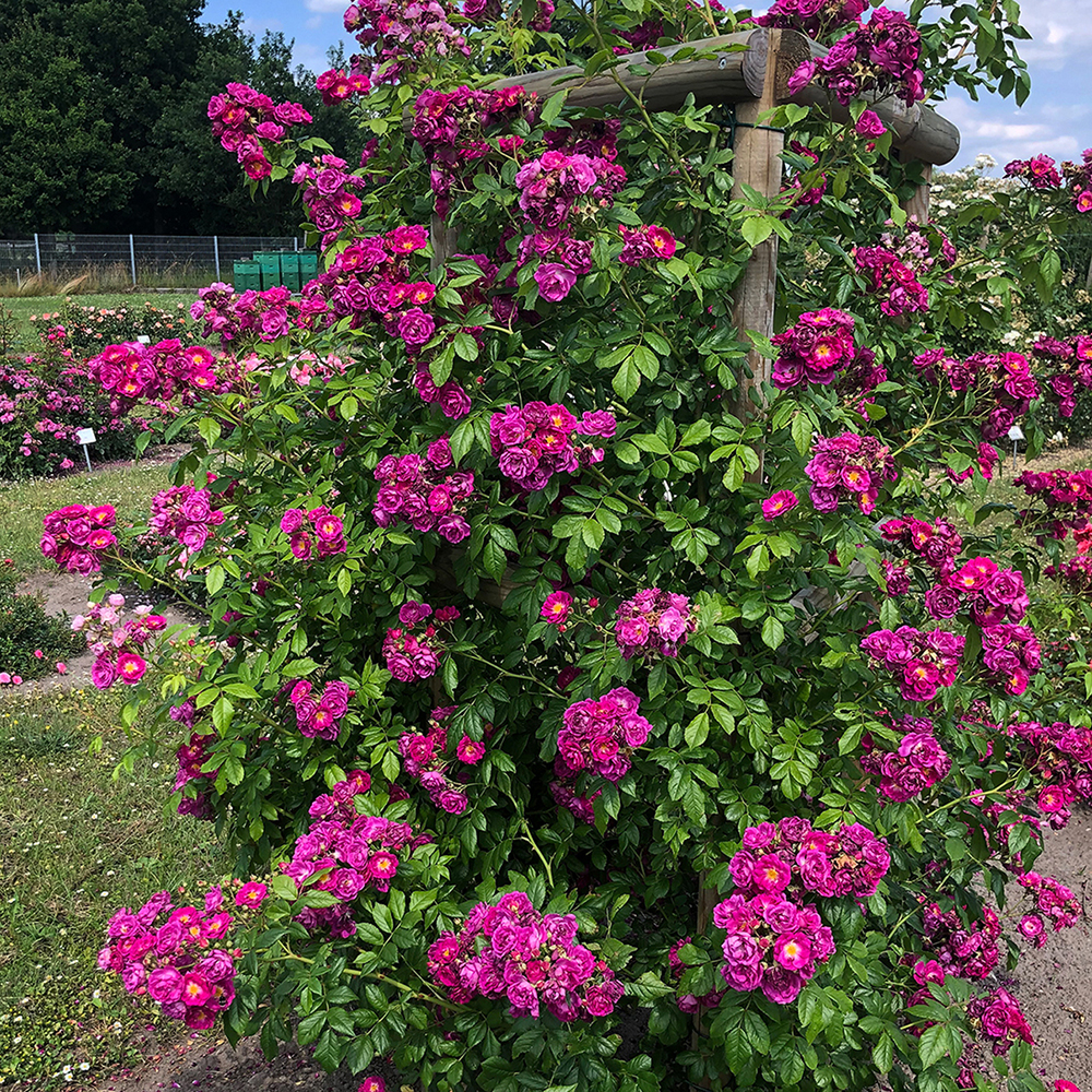 Перпл Сілуетта - Purple Siluetta