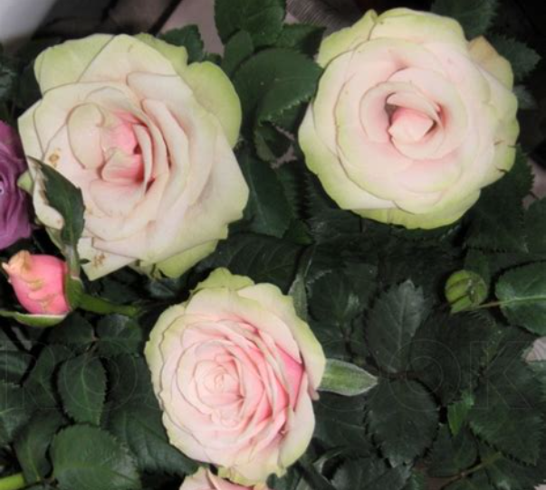 Magnolia Kordana – Магнолія Кордана