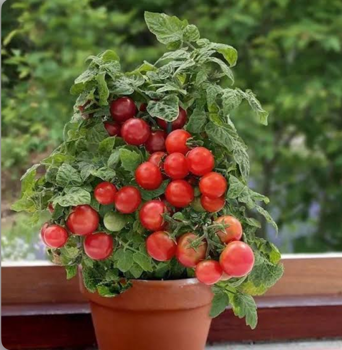 Помідор кімнатний дід мороз 20 насінин