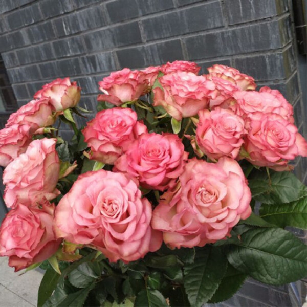 Леді Гортензія — Lady Hortensia