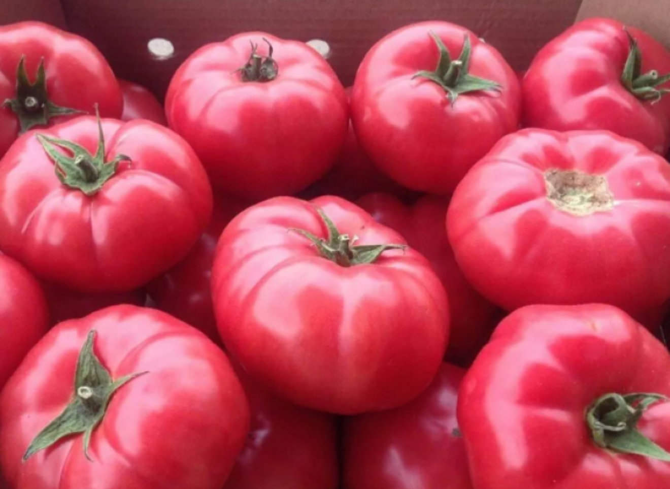 Помідор богема 100 насінин