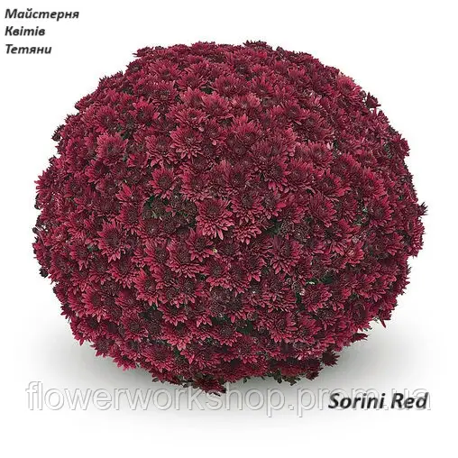 Хризантема Мультифлора Sorini Red (касетна розсада)