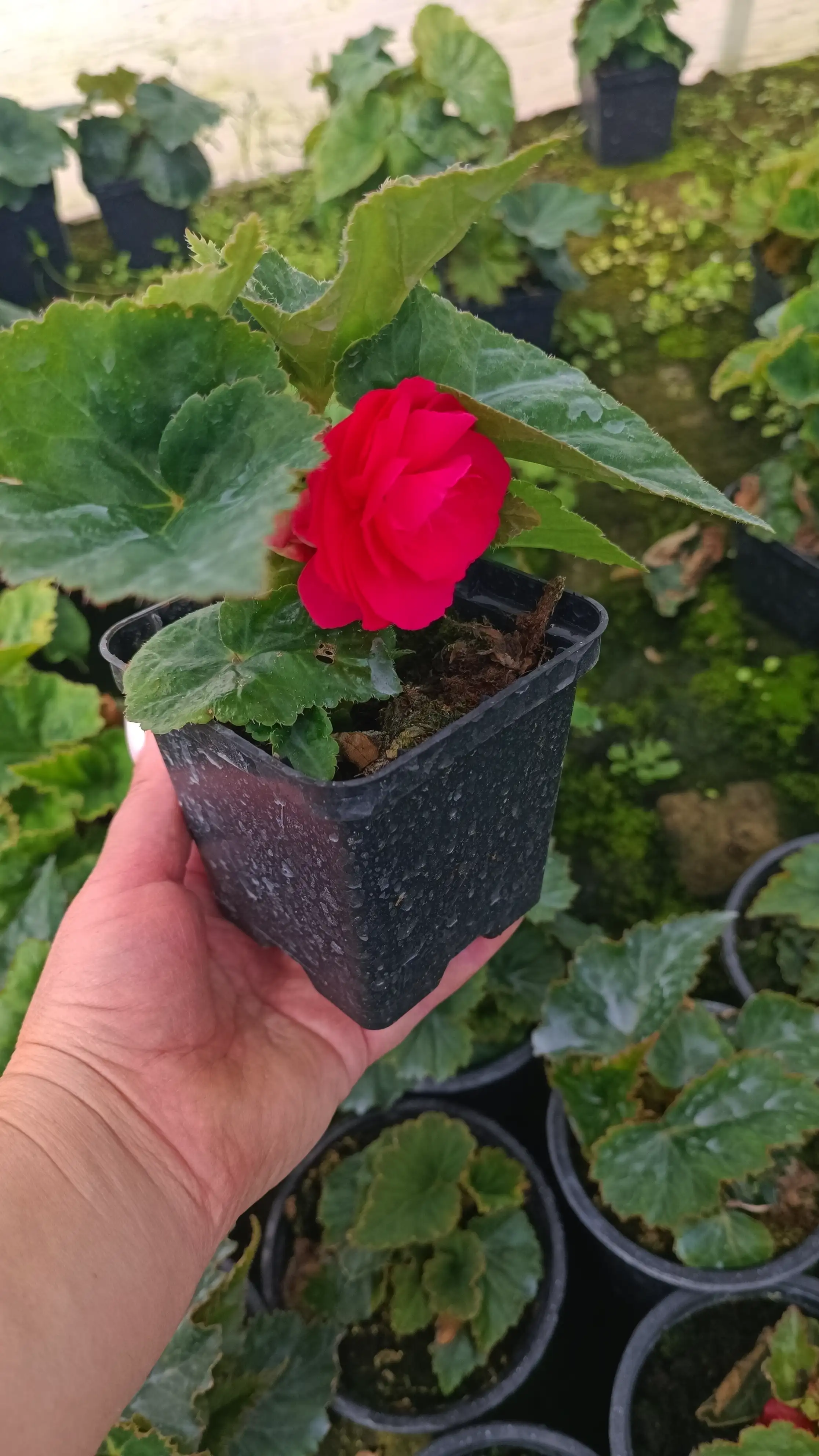 Бегонія Tuberhybrida GO!Early Deep Rose (касетна розсада)