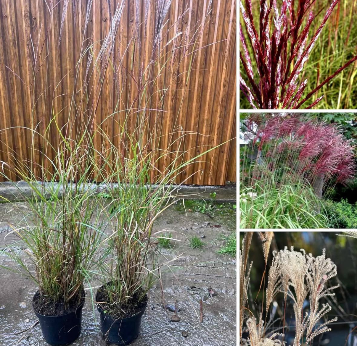 Міскантус ред чіф