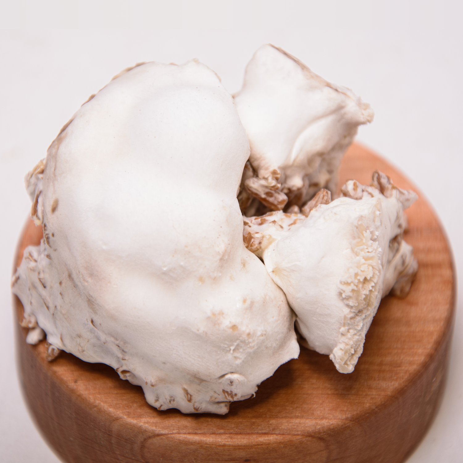 1h. Міцелій Їжовика гребінчастого, мелений ГУРТ | від 1 кг