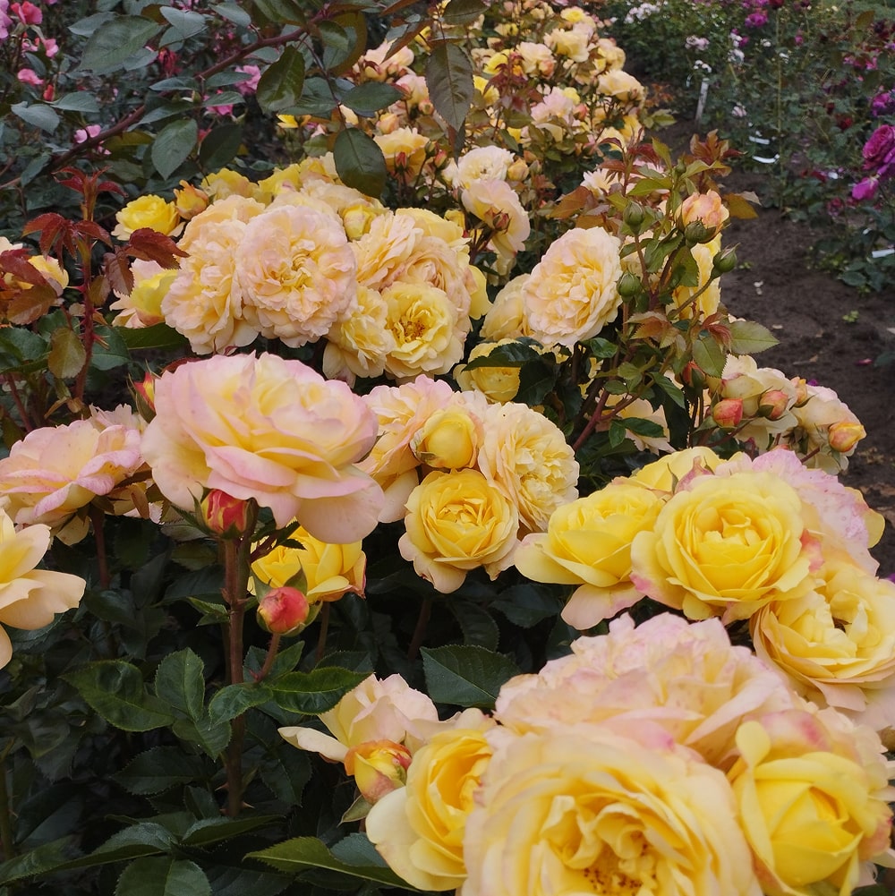 Лампіон (Lampion)