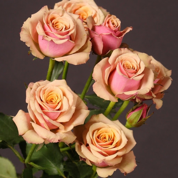 Антігуа — Antigua