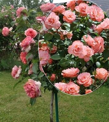 🌹 Троянда "Flamingo" (Привита на штамбі)