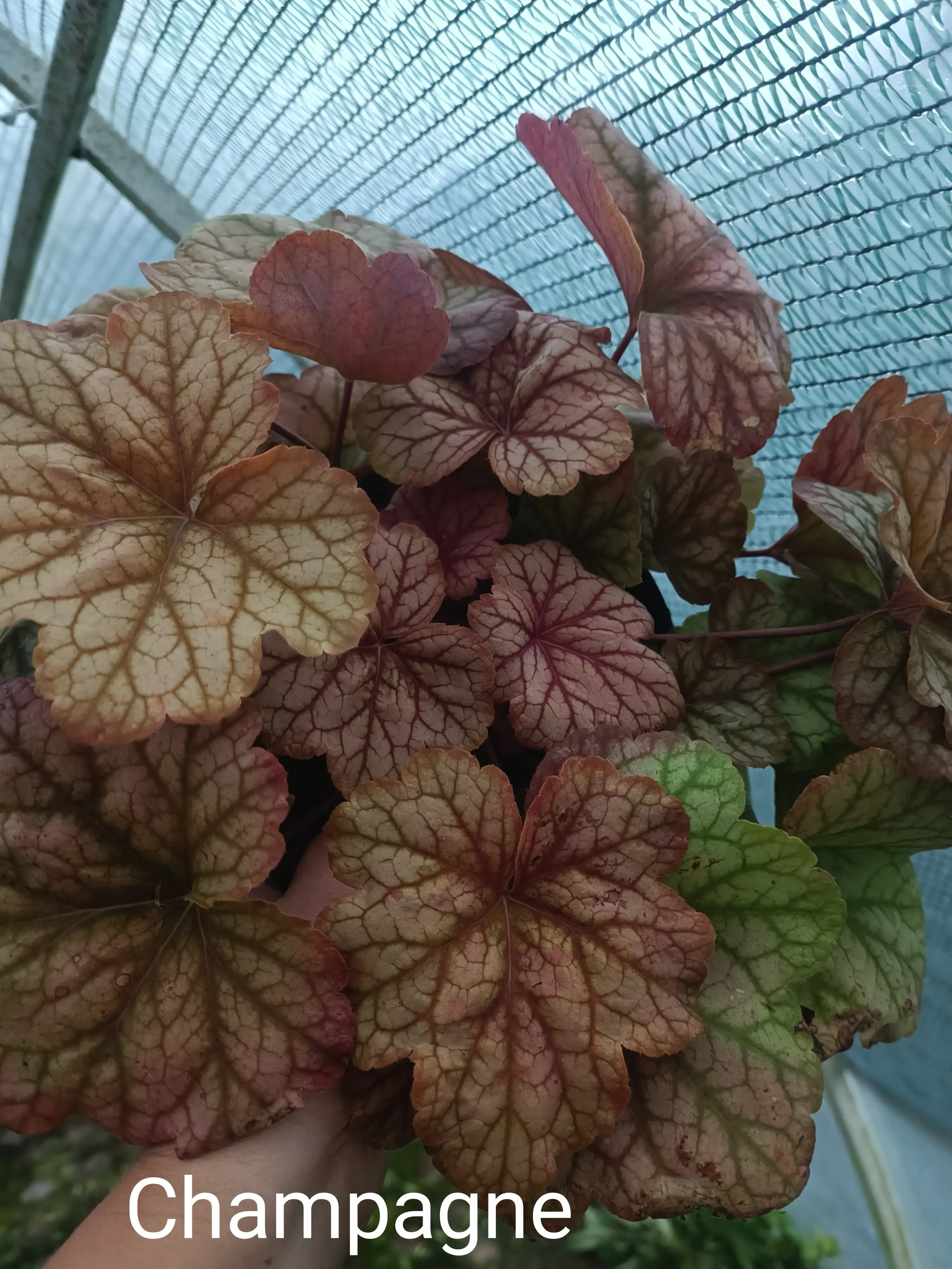 Гейхера Champagne у горщику р.12