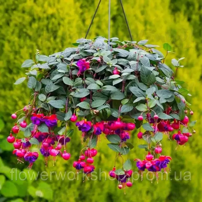 Фуксія Dark Eyes (касетна розсада)