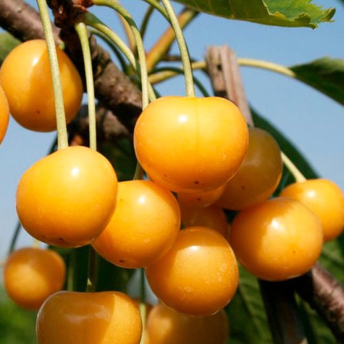 Черешня Драгана