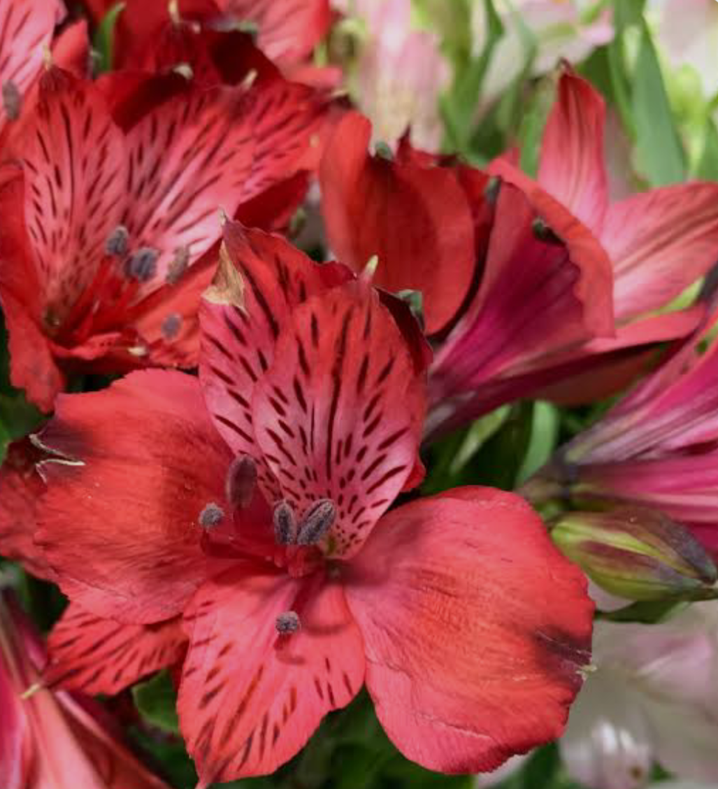 Альстромерія Red (в горщику)