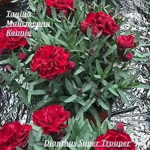 Гвоздика багаторічна Dianthus Super Trouper (касетна розсада)