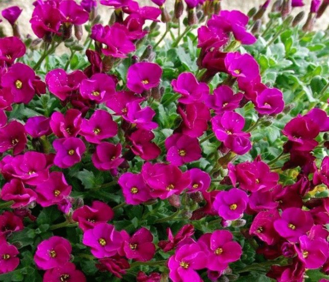 Обрієта Audrey Red  ( в горщику )