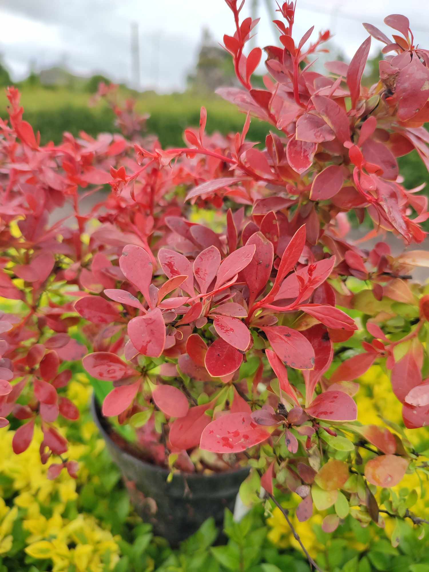 Барбарис "Coral"