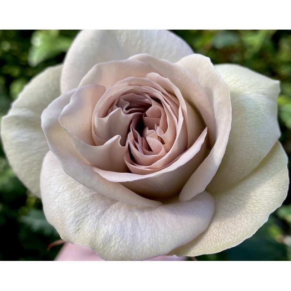 Нотр Дам — Notre Dame