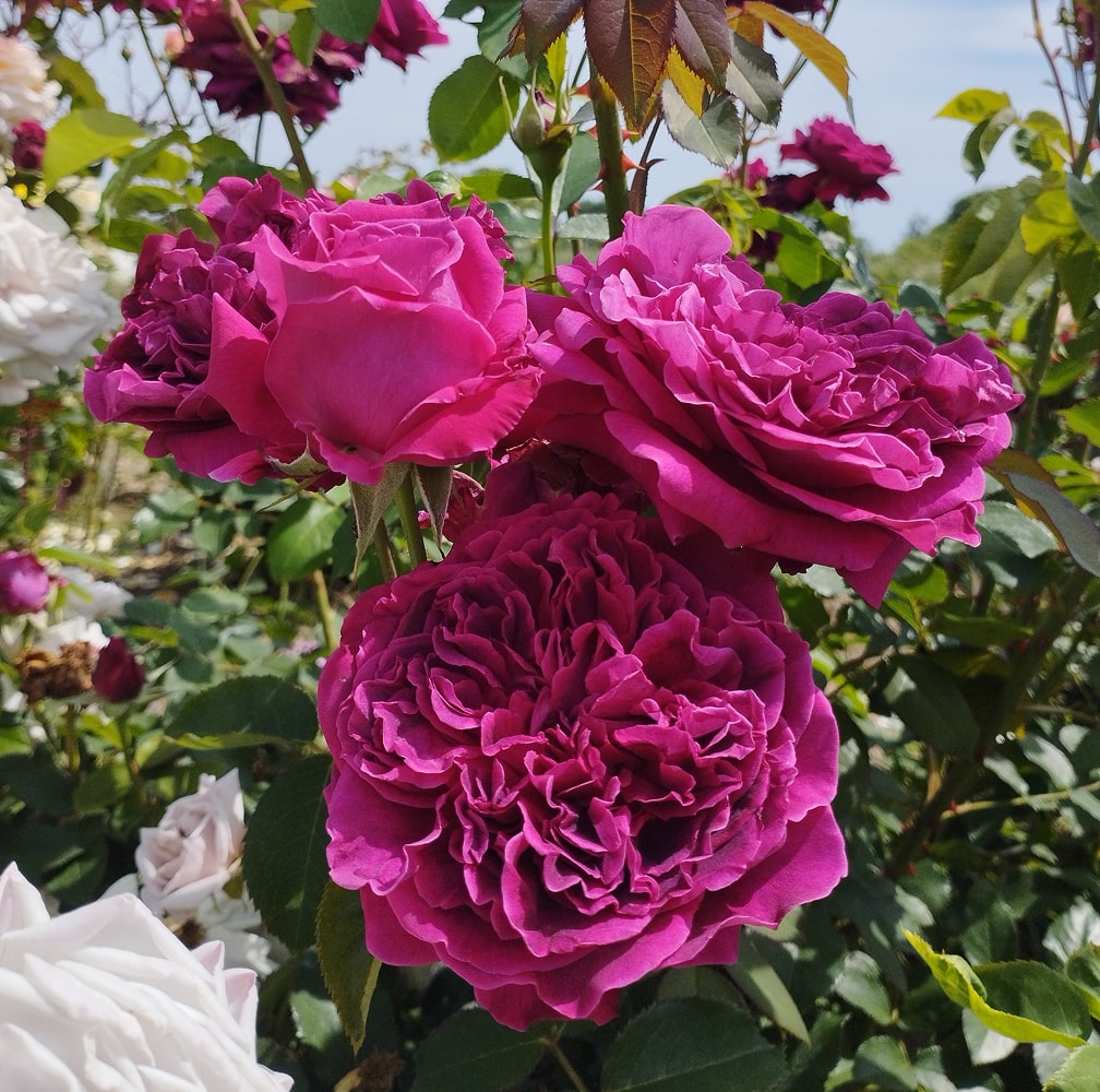 Вільям Шекспір (William Shakespeare)