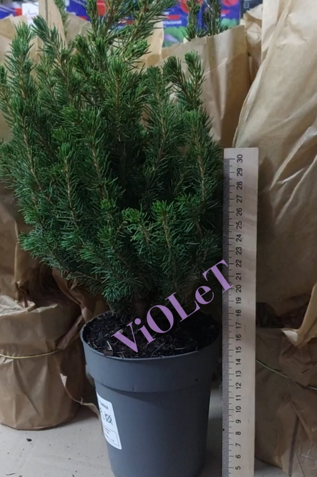 Picea Glauka Conica (Ялинка Глаука Коніка), 13/45 в горщику