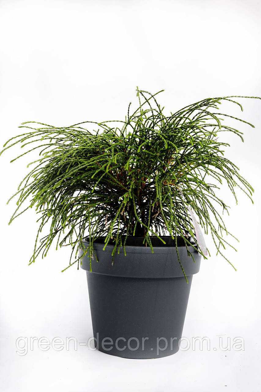 Thuja plicata 'Whipcord', Туя складчаста 'Віпкорд'