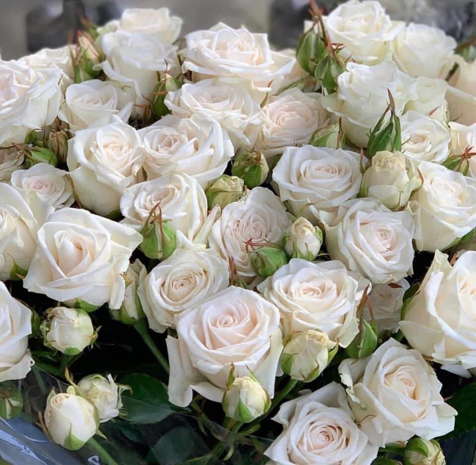 Роял Порцеляна (Royal Porcelina)