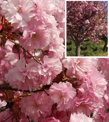 🌸 Сакура "Kanzan"