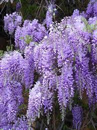 Гліцинія короткогрона "Йокогама Фуджі" Wisteria brachybotrys ‘Yokohama Fuji’  /h 125-150 cont 10L