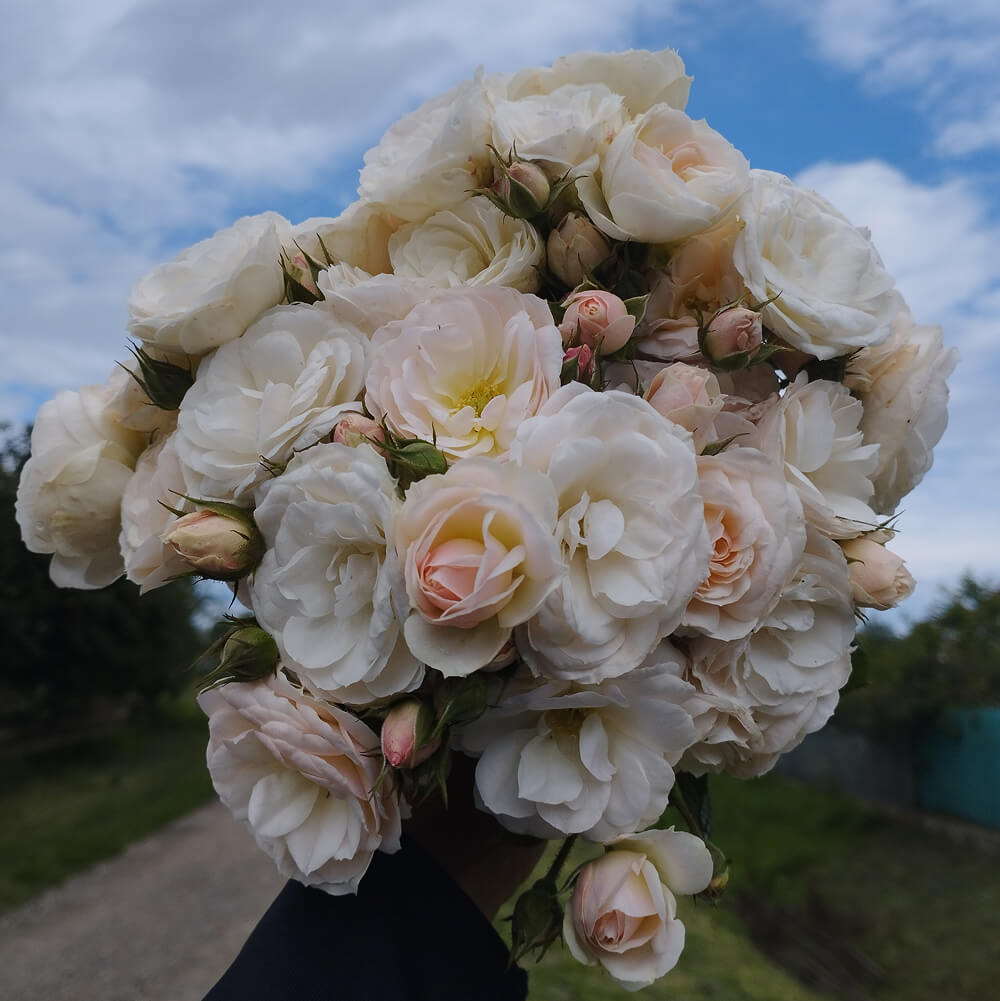 Букет Парфе (Bouquet Parfait)