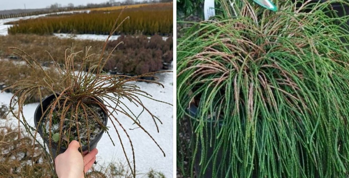 Туя віпкорд 3 л