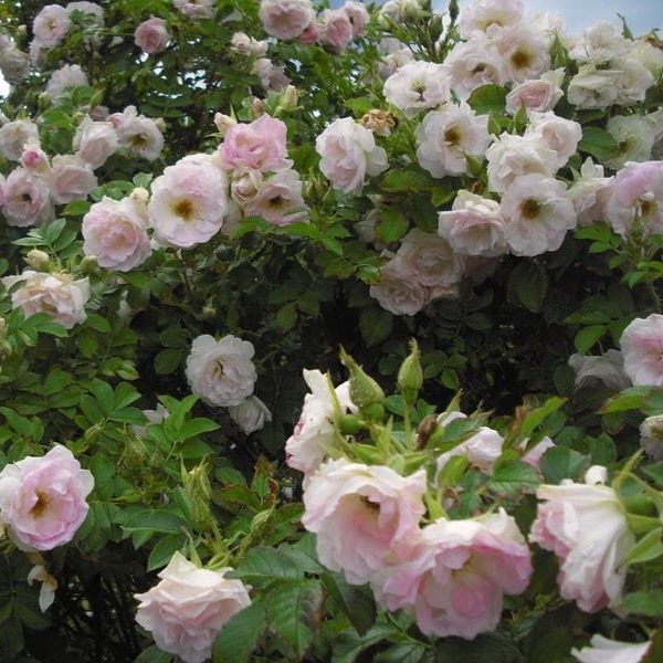 Рітаусма — Ritausma (ругоза)