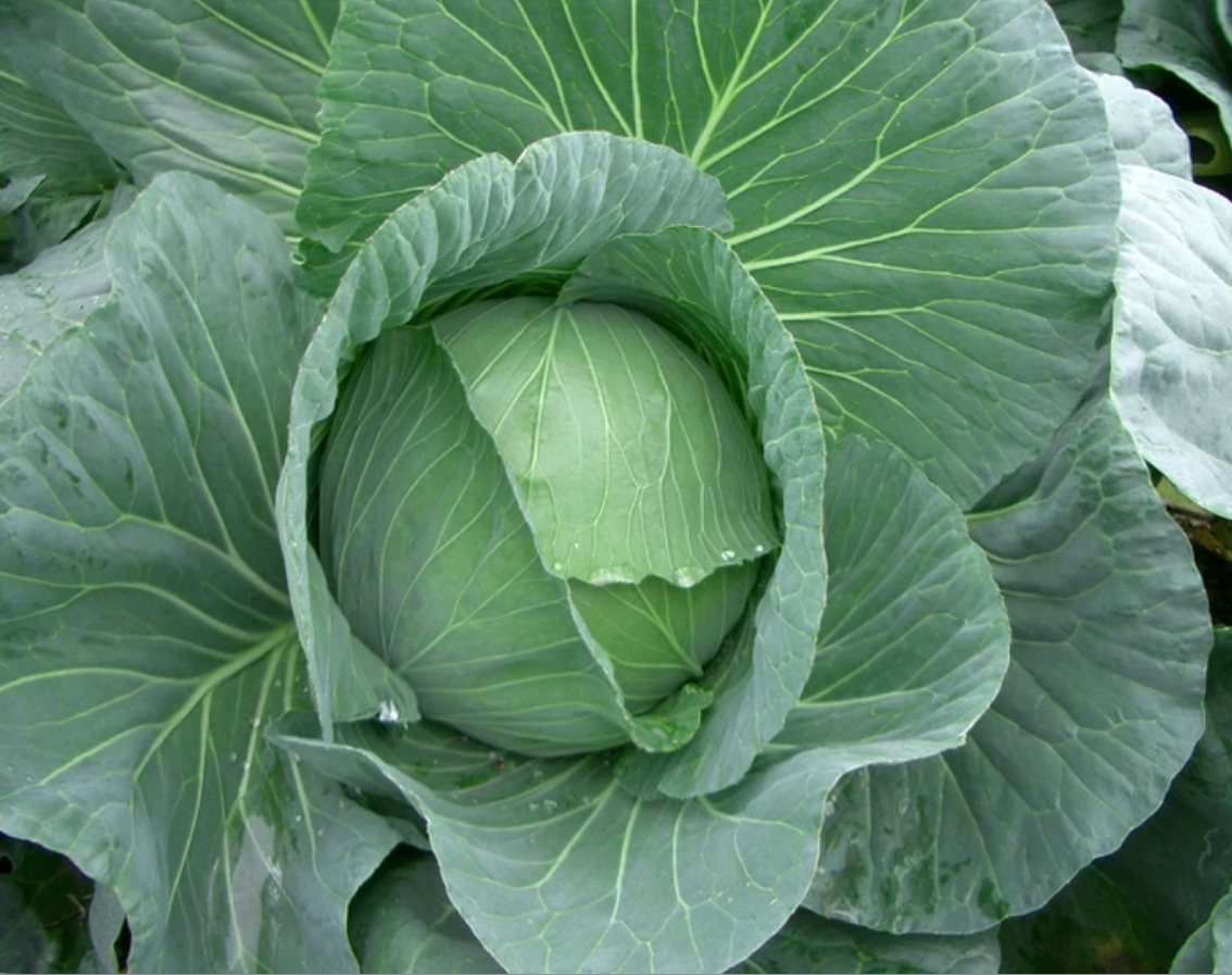 Капуста лангедейкер 5 г пізня для зберігання