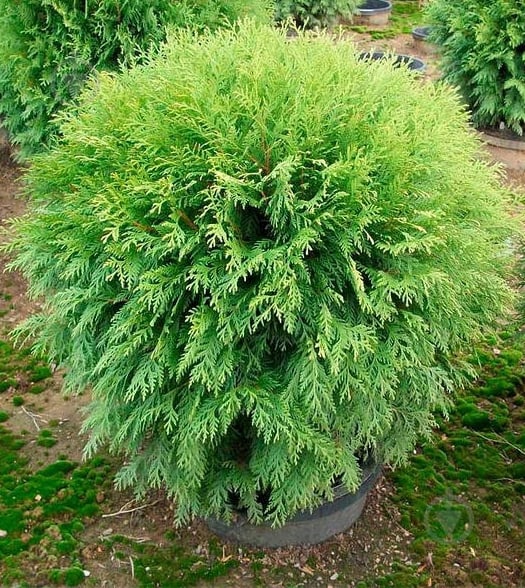 🌿 Туя Вудварді (Thuja occidentalis 'Woodwardii')