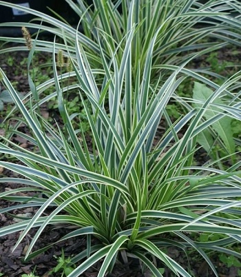 🌿 Carex "Variegata"